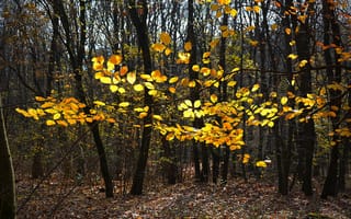 Обои деревья, Forest, Leaves, Fall, Autumn, Листья, Листва, Лес, Осень
