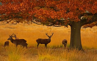 Картинка Ричмонд-парк, Англия, Лондон, олени, осень