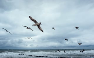 Картинка птицы, природа, Baltic Sea