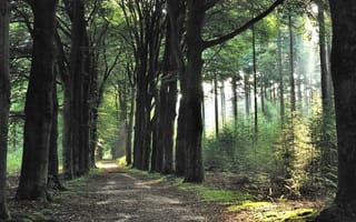 Картинка Spring, Morning, Trees, Path