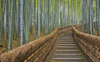 Картинка бамбук, Япония, ограда, Киото, тропинка