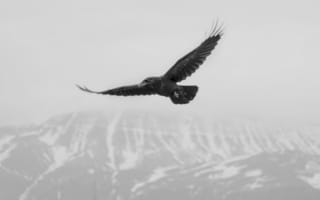 Картинка winter, crow, snow, mountain, fog, flight, mist, flying