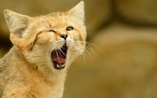 Картинка барханная кошка, sand cat, зевает, песчаный кот, взгляд, кошка, язык