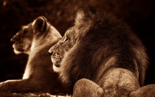 Картинка кошка, отдых, семья, спина, лев, сепия, пара, грива