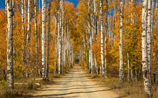 Картинка осень, роща, деревья, аллея, солнечно, берёзы, желтые, дорога