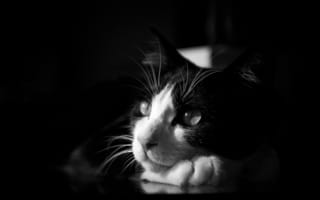 Картинка кошка, лежа, монохромное, черно-белая