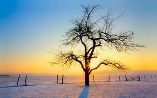 Картинка зима, снег, закат, дерево