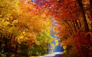 Картинка лес, желтые, дорога, красочно, осень, деревья, солнечно