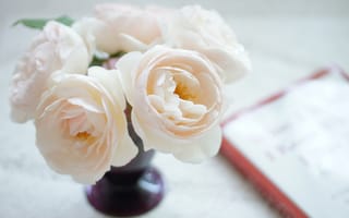 Обои ваза, бело-розовые, цветы, розы, букет