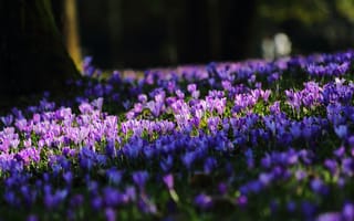 Картинка Весна, Spring, Purple flowers, Фиолетовые цветы