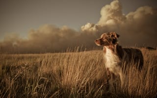 Картинка собака, пейзаж, поле, друг, закат