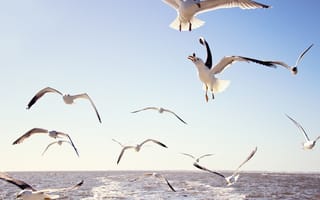 Картинка чайки, море, птицы, вода, небо, полет