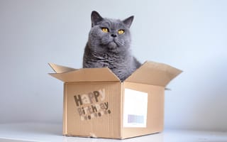 Картинка кошка, кот, игра, коробка, серый, день рождения, подарок