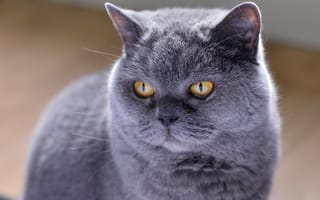 Картинка кошка, глаза, портрет, кот, мордаха, серый, взгляд