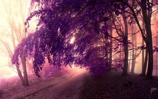 Картинка деревья, дорога, кроны, лес, фиолетовый, листья