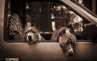 Картинка Машина, собаки, Winnipeg, питбули, Manitoba