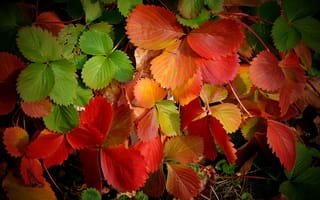 Картинка Макро, Осень, Colors, Листья, Macro, Autumn, Листва, Leaves