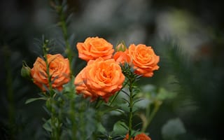 Картинка Боке, Bokeh, Оранжевые розы, Orange Roses