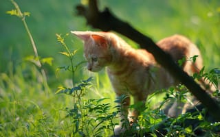 Картинка котёнок, трава, рыжий