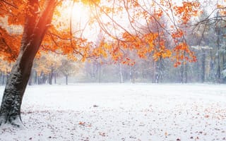 Картинка Зима, Природа, Деревья, Осень, снег