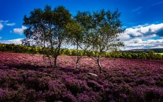 Картинка деревья, Англия, Национальный парк Пик-Дистрикт, вереск, England, Дербишир, Derbyshire, Peak District National Park