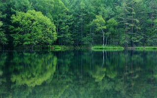 Обои озеро, отражение, деревья, лес