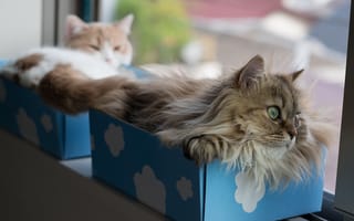 Картинка кошки, torode, коробки