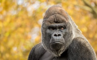 Картинка обезьяна, Gorilla, взгляд