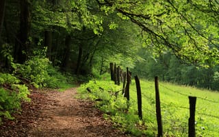 Картинка Лес, Лето, Nature, Summer, Green Day, Тропа, Forest, Path