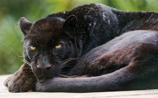 Обои черный, кошка, ©Tambako The Jaguar, пантера, леопард