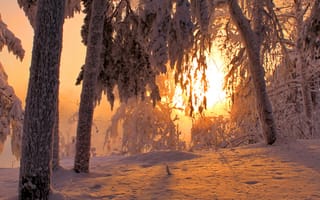 Картинка зима, лес, рассвет, снег