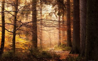 Обои осень, природа, свет, лес, деревья