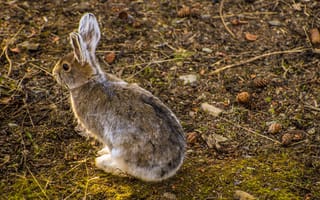 Картинка лес, заяц, шишки