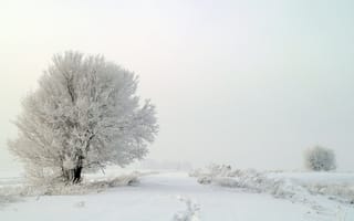 Картинка туман, деревья, зима, снег