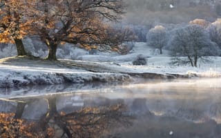Картинка осень, дерево, озеро, туман