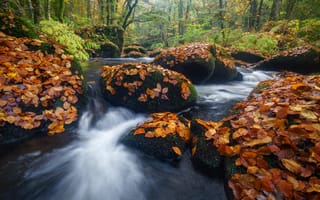 Картинка осень, лес, Призьяк, река, France, Франция, листья, Бретань, Priziac, River Aer, камни, Brittany
