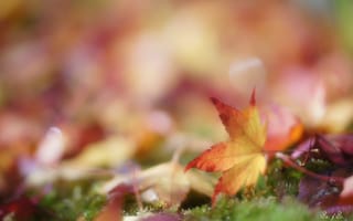 Картинка осень, листья, желтые, опавшие, трава, блики