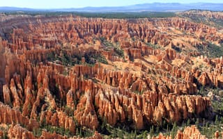 Картинка каньон Брайс, красные, хвойные деревья, штат Юта, Bryce Canyon, оранжевые и белые цвета горных пород, гигантский природный амфитеатр, США, плато Паунтсаугант