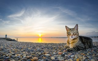 Картинка кот, вода, кошка, камни, закат, небо, солнце, природа, пейзаж