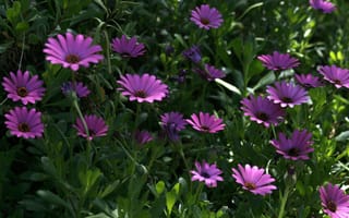 Картинка Цветочки, Flowers, Остеосперум, Purple flowers, Фиолетовые цветы