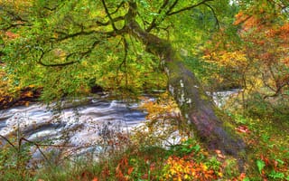 Картинка осень, лес, мох, ветки, ручей, HDR, деревья, листья