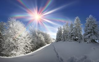 Картинка лес, небо, лучи, снег, солнце, зима, деревья, сугробы