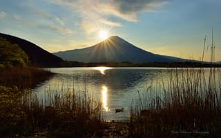 Картинка Yoko Okamoto, утка, солнце, камыш, озеро, вулкан