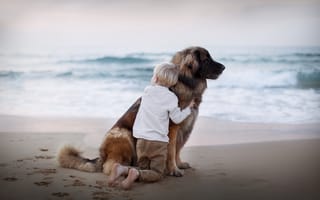 Обои мальчик, море, собака