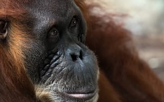 Картинка природа, обезьяна, Sumatran Orangutan