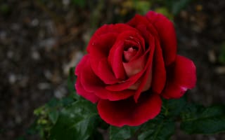 Картинка Боке, Bokeh, Red rose, Красная роза