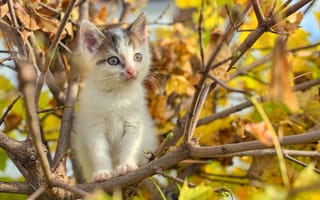 Картинка autumn, cat, buds, puppy, tree, foliage, branches