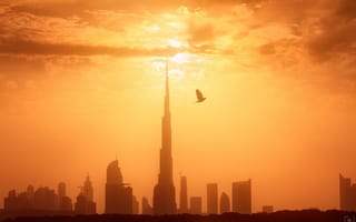 Картинка Дубай, утро, птица, город, ОАЭ, свет