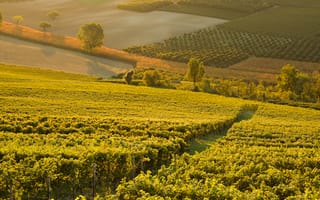 Картинка Italy, wine, morning, sunrise, Vineyards, dawn, red wine, Piemonte