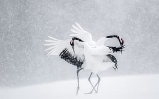 Картинка Япония, журавли, зима, снег, птицы, танец